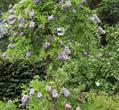 American wisteria
